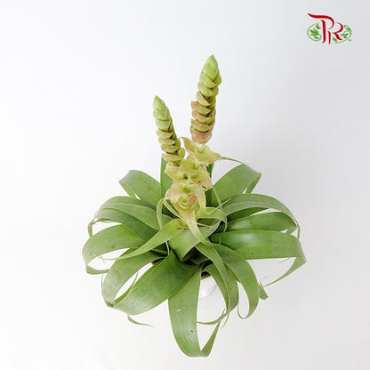 Tillandsia Samantha - Pudu Ria Florist Southern