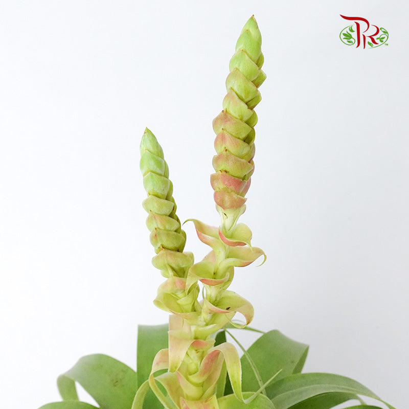 Tillandsia Samantha - Pudu Ria Florist Southern