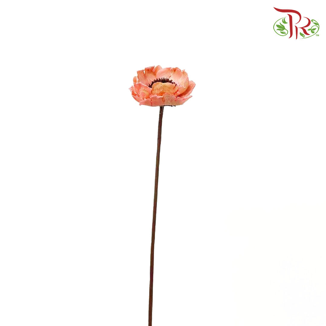 Dry Corn Poppy - Peach - Pudu Ria Florist Southern