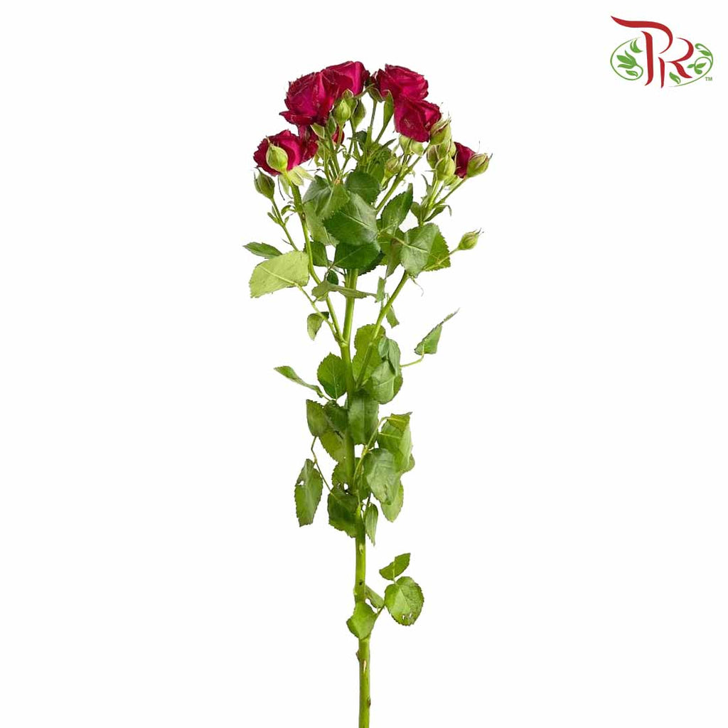 Rose Spray Bloodred Bubble (8-10 Stems) - Pudu Ria Florist Southern