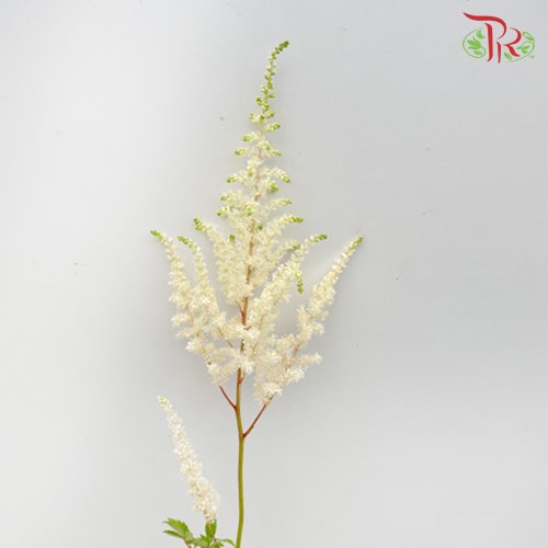Astilbe White (4-5 Stems) - Pudu Ria Florist Southern