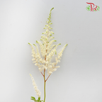 Astilbe White (4-5 Stems) - Pudu Ria Florist Southern