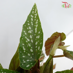 Begonia - Tamaya - Pudu Ria Florist Southern