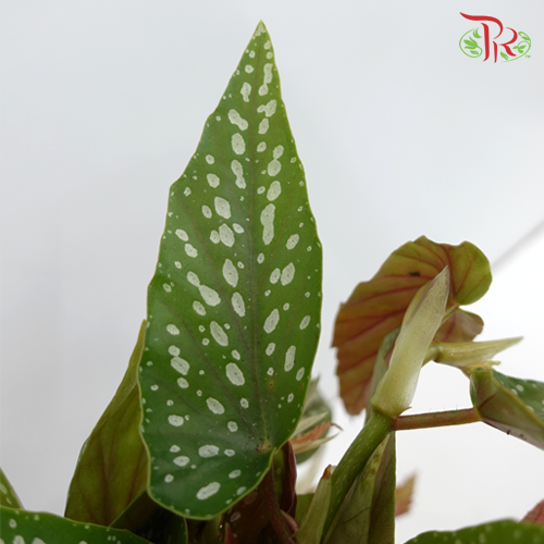 Begonia - Tamaya - Pudu Ria Florist Southern
