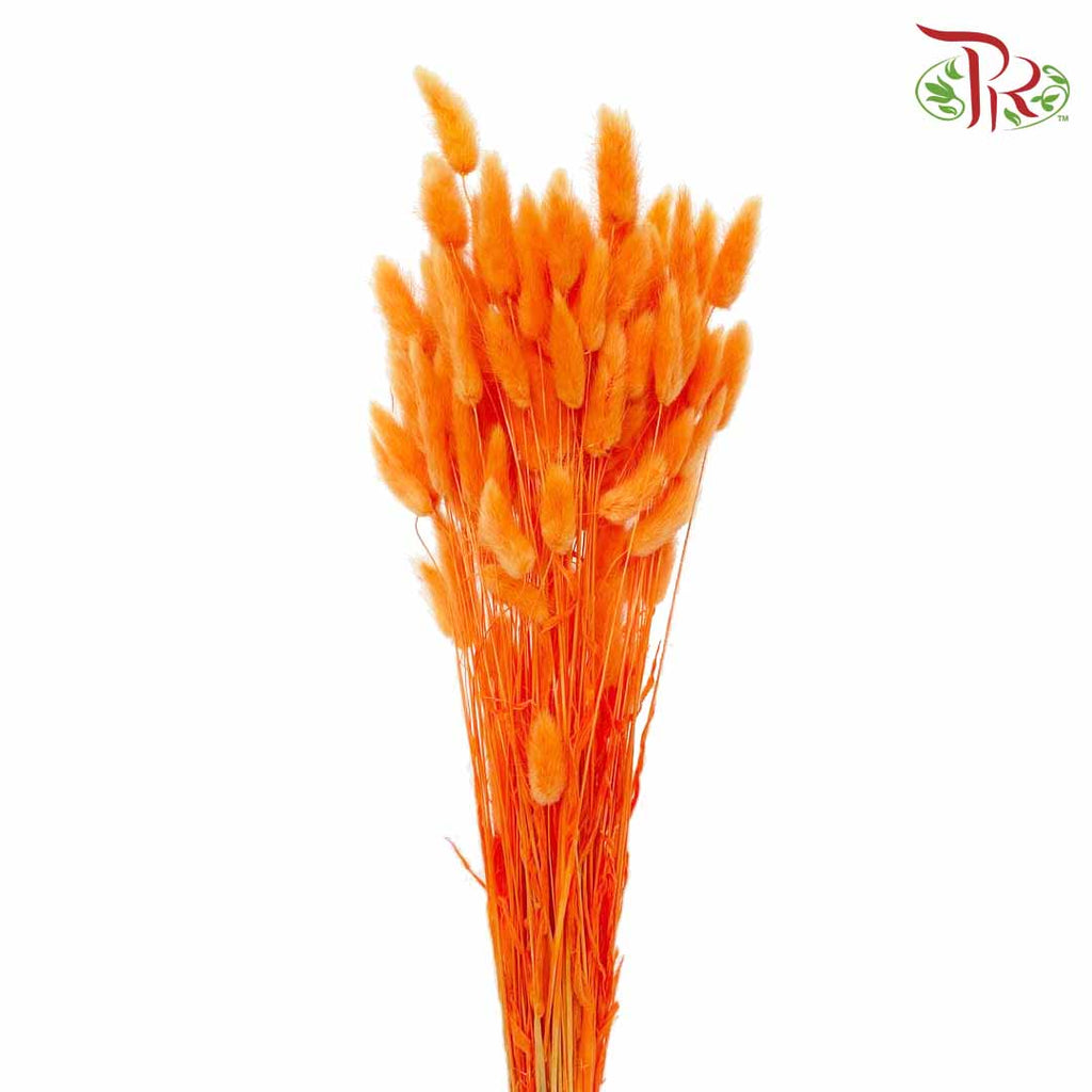 Dry Lagurus (Bunny Tails) - Orange - Pudu Ria Florist Southern