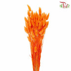 Dry Lagurus (Bunny Tails) - Orange - Pudu Ria Florist Southern