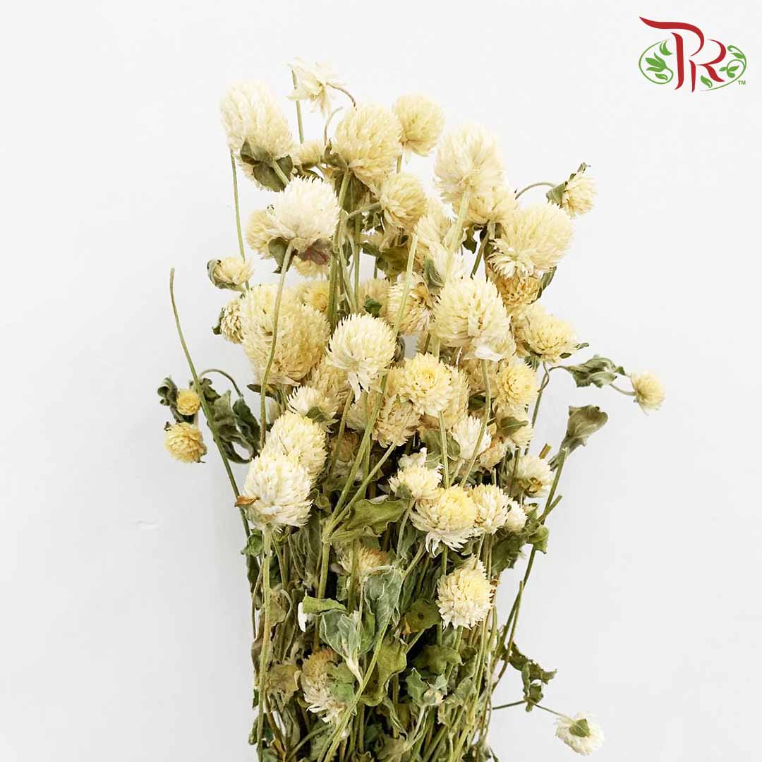 Dry Gomphrena - White / Per Bundle - Pudu Ria Florist Southern