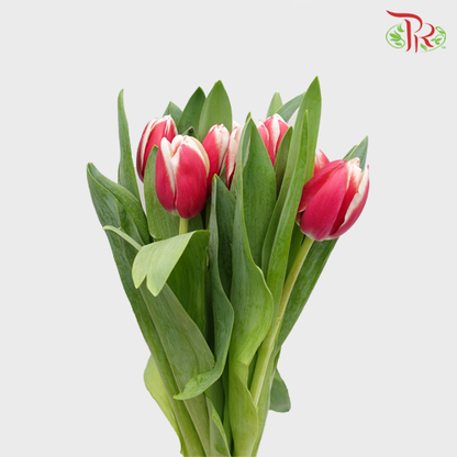 Tulip Red/White (8-9 Stems) - Pudu Ria Florist Southern