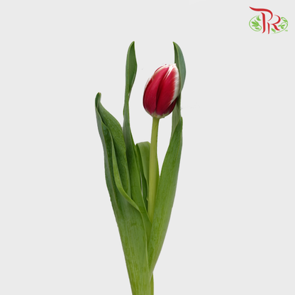 Tulip Red/White (8-9 Stems) - Pudu Ria Florist Southern