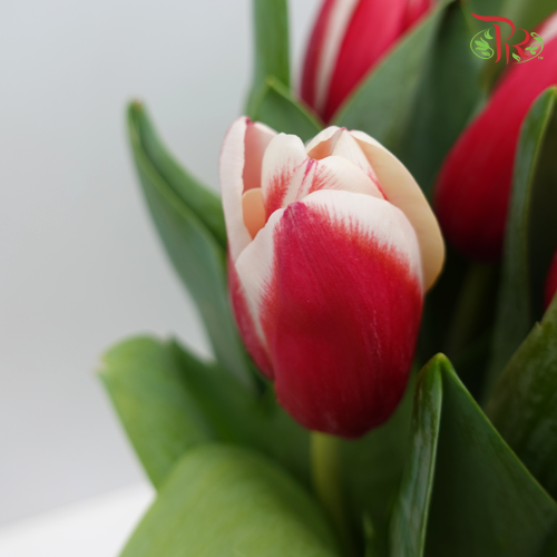 Tulip Red/White (8-9 Stems) - Pudu Ria Florist Southern