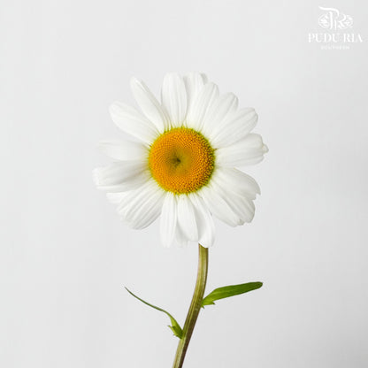 Leucanthemum White (5 stems) - Pudu Ria Florist Southern