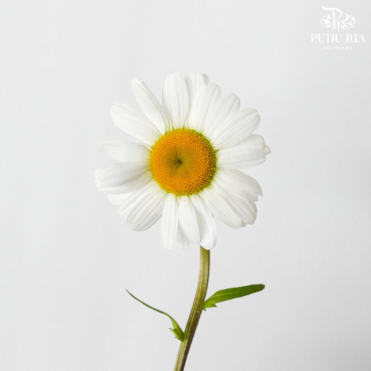 Leucanthemum White (5 stems) - Pudu Ria Florist Southern