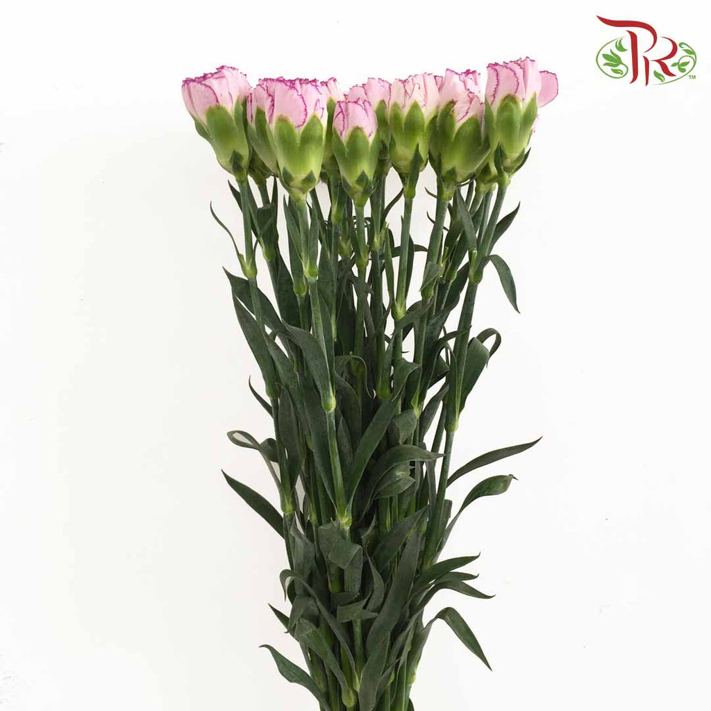 Carnation Purple-White (18-20 Stems) - Pudu Ria Florist Southern