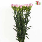 Carnation Purple-White (18-20 Stems) - Pudu Ria Florist Southern