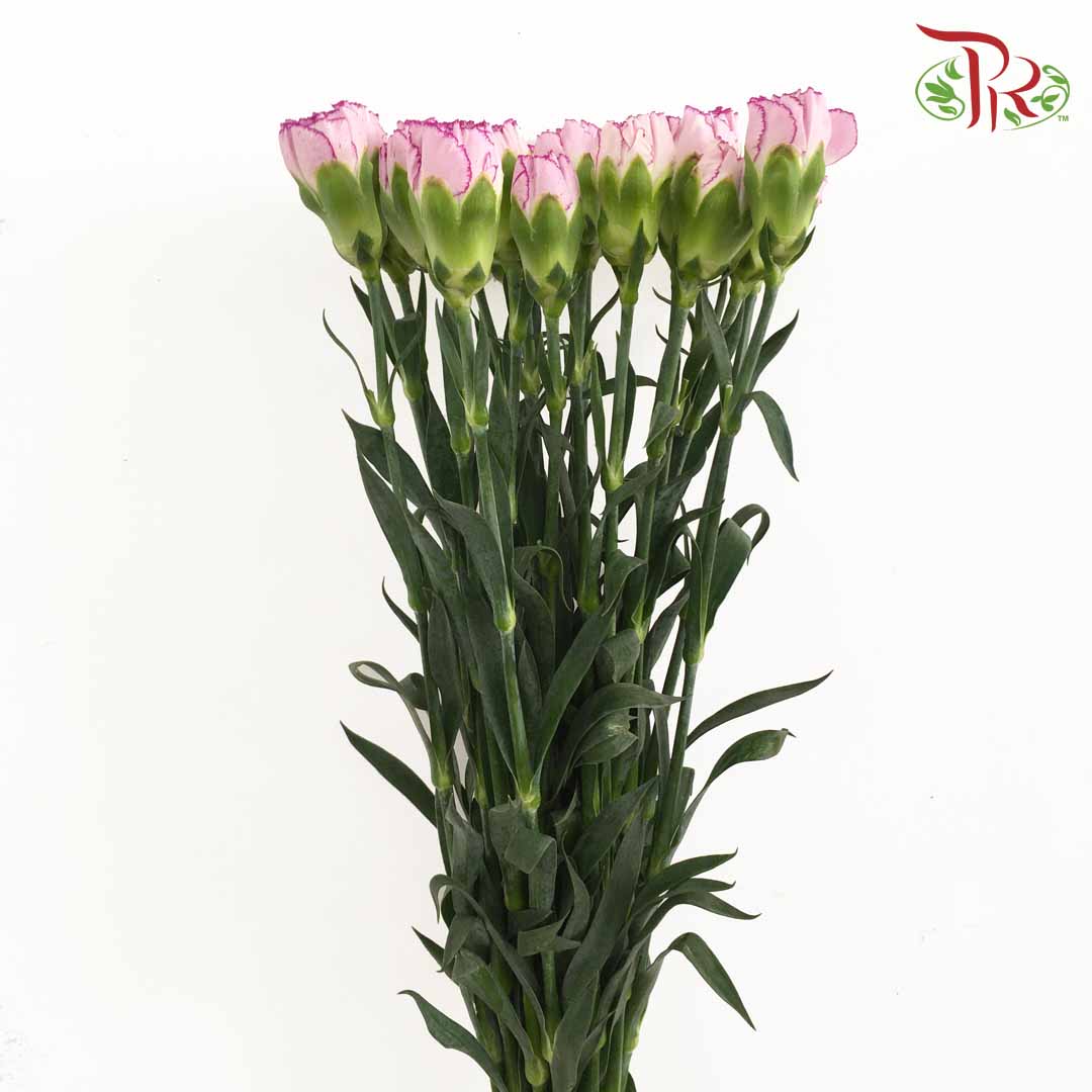 Carnation Purple-White (18-20 Stems) - Pudu Ria Florist Southern