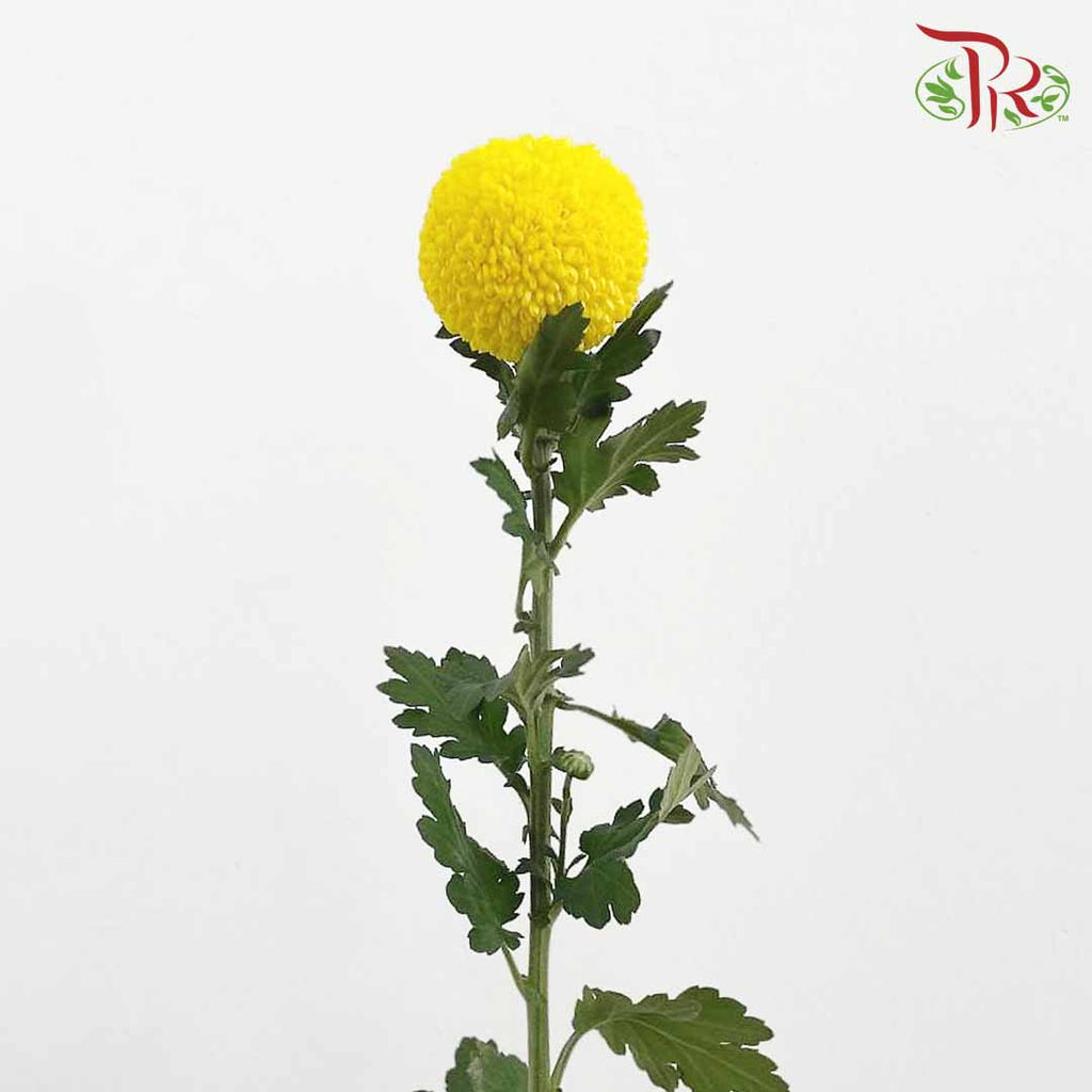 Chrysanthemum Ping Pong Yellow (10-12 Stems) - Pudu Ria Florist Southern