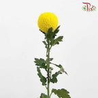Chrysanthemum Ping Pong Yellow (10-12 Stems) - Pudu Ria Florist Southern