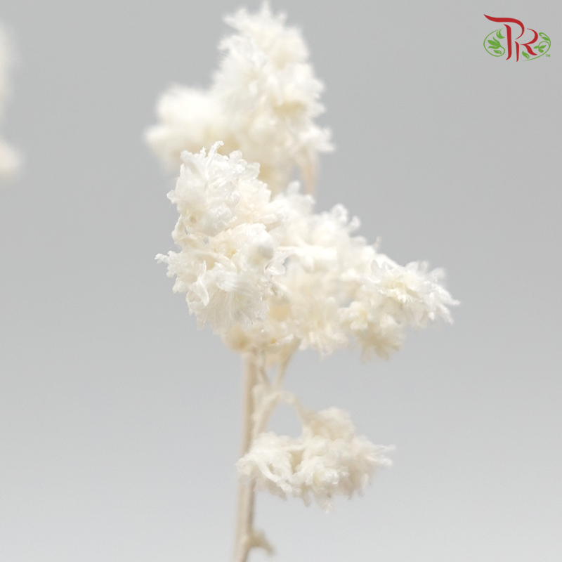 Preservative Helichrysum Crispum - White - Pudu Ria Florist Southern