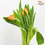 Tulip Light Orange (8-9 Stems) - Pudu Ria Florist Southern