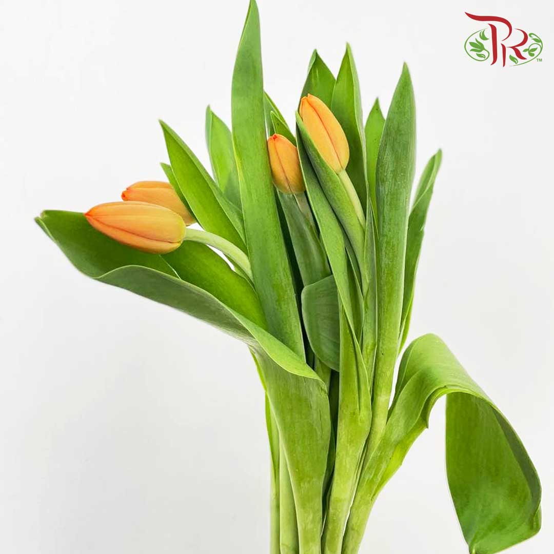 Tulip Light Orange (8-9 Stems) - Pudu Ria Florist Southern