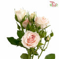 Rose Spray XingYue Baby (8-10 Stems) - Pudu Ria Florist Southern