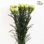 Carnation Light Green (18-20 Stems) - Pudu Ria Florist Southern