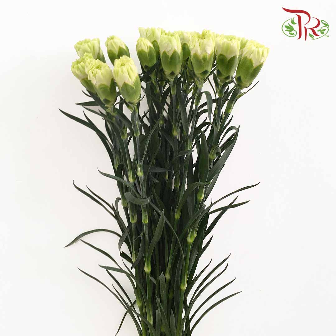 Carnation Light Green (18-20 Stems) - Pudu Ria Florist Southern