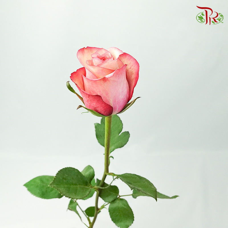 Rose Vintage (8-10 Stems) - Pudu Ria Florist Southern