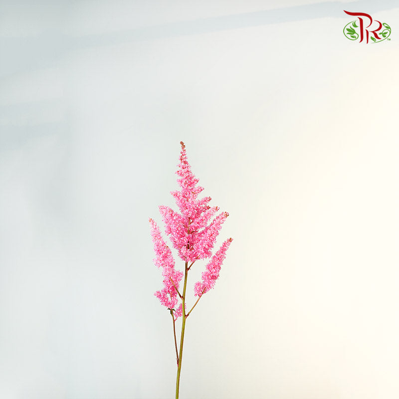 Astilbe Pink (4-5 Stems) - Pudu Ria Florist Southern
