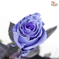 Rose Light Lavender (8-10 Stems)