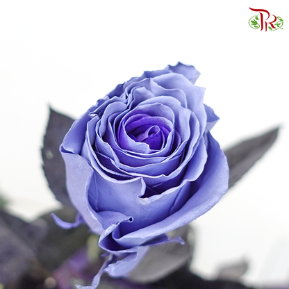 Rose Light Lavender (8-10 Stems) - Pudu Ria Florist Southern