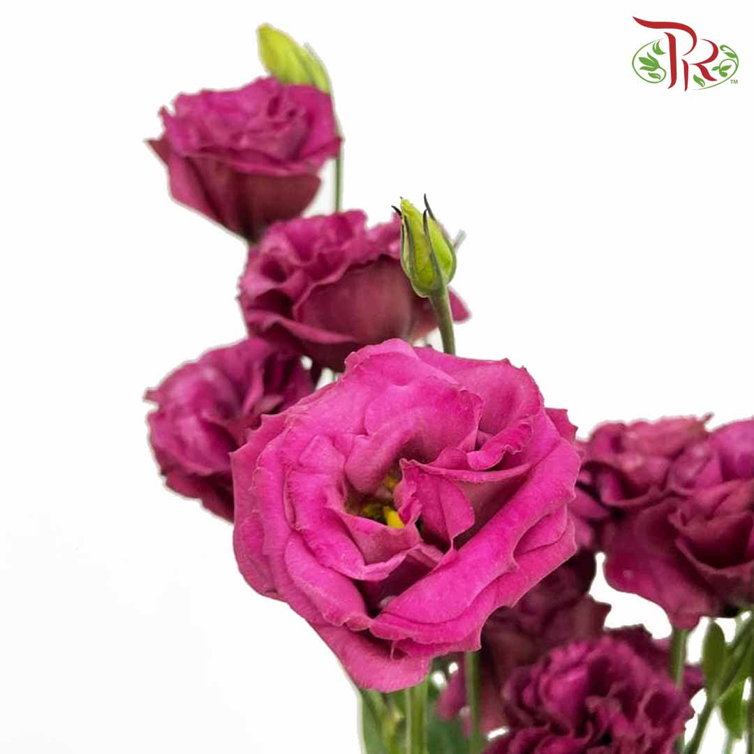 Eustoma Maroon (12-15 Stems) - Pudu Ria Florist Southern