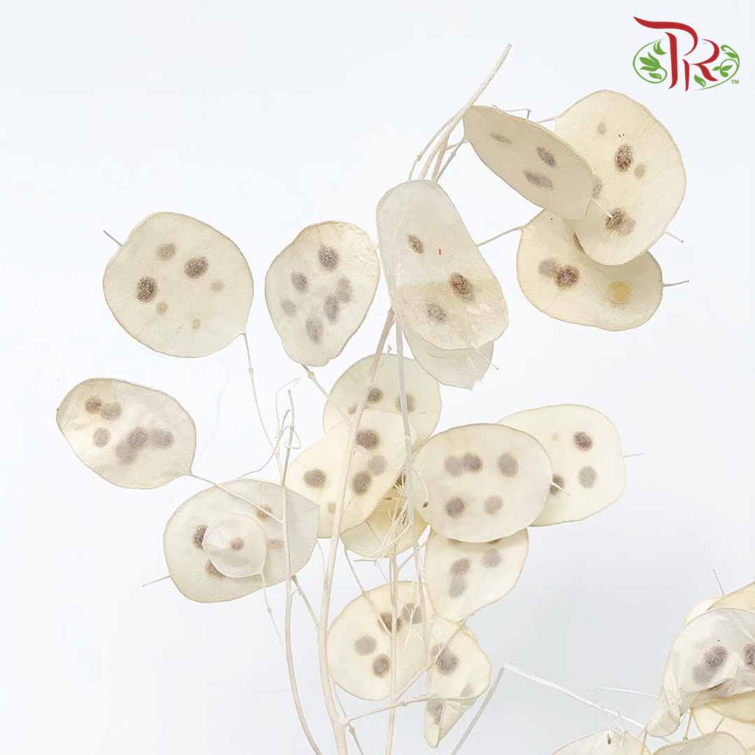Dry Lunaria Natural / Per Bundle - Pudu Ria Florist Southern