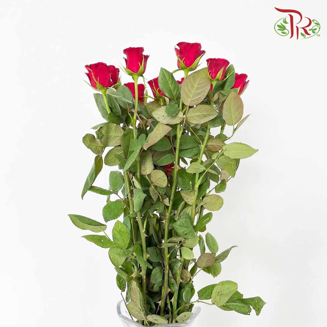 Rose Red (8-10 Stems) - Pudu Ria Florist Southern