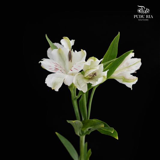 Alstroemeria White (9-10 Stems) - Pudu Ria Florist Southern