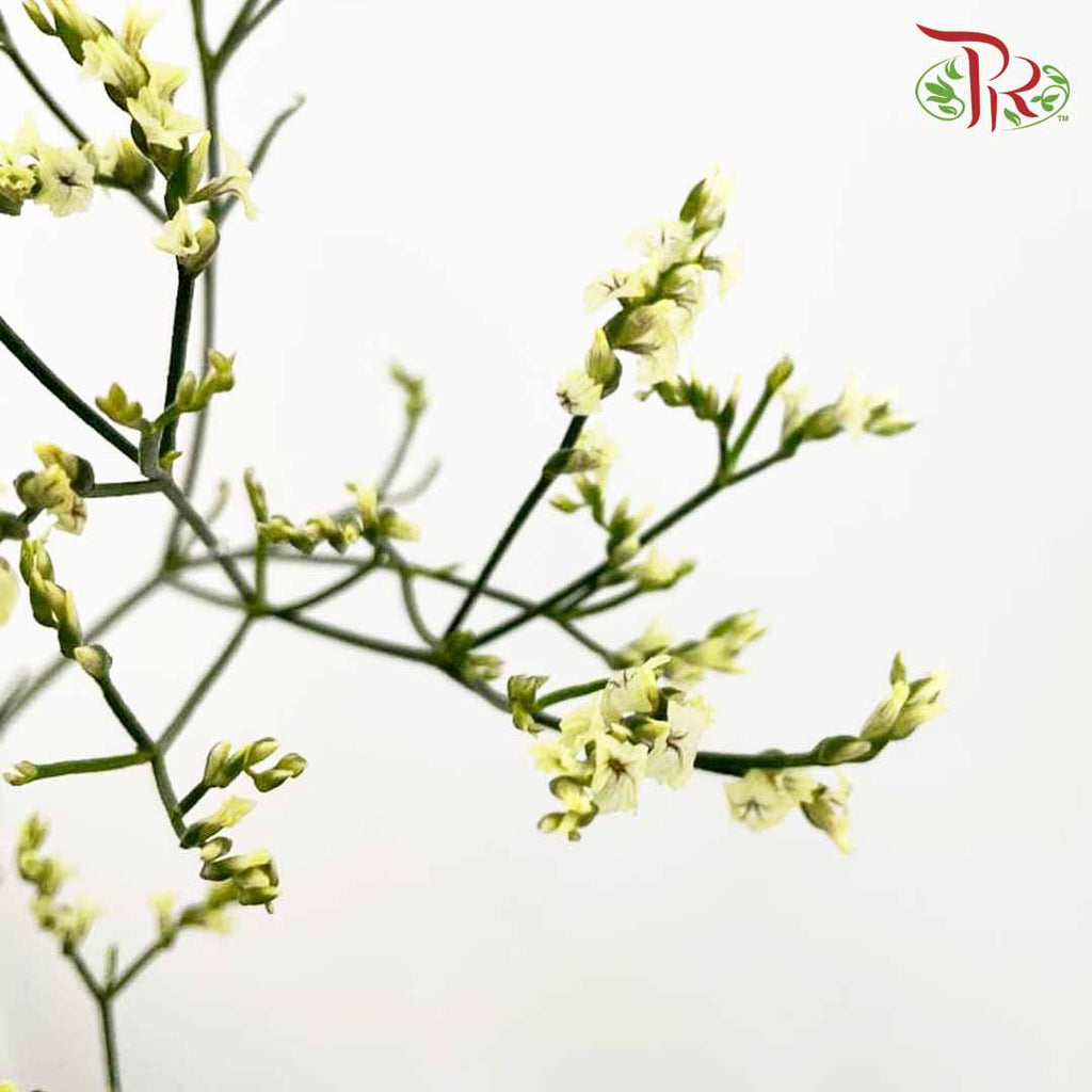 Caspia Yellow - Pudu Ria Florist Southern