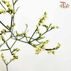 Caspia Yellow - Pudu Ria Florist Southern