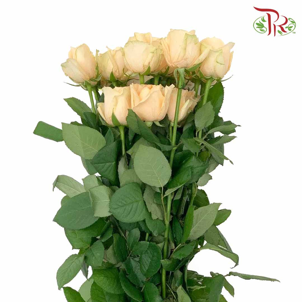 Rose Champagne (19-20 Stems) - Pudu Ria Florist Southern