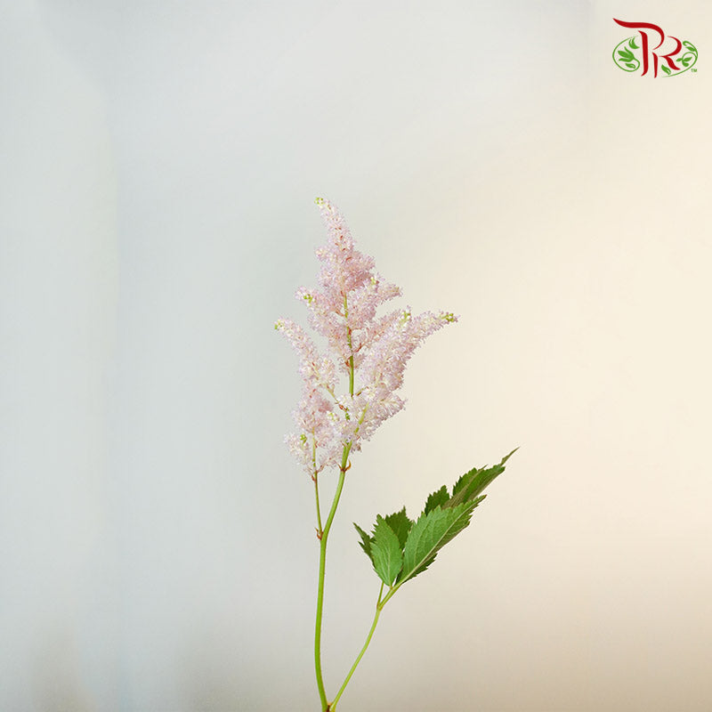 Astilbe Light Pink (4-5 Stems) - Pudu Ria Florist Southern