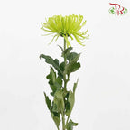 Net Mum Chrysanthemum Green (10-12 Stems) - Pudu Ria Florist Southern