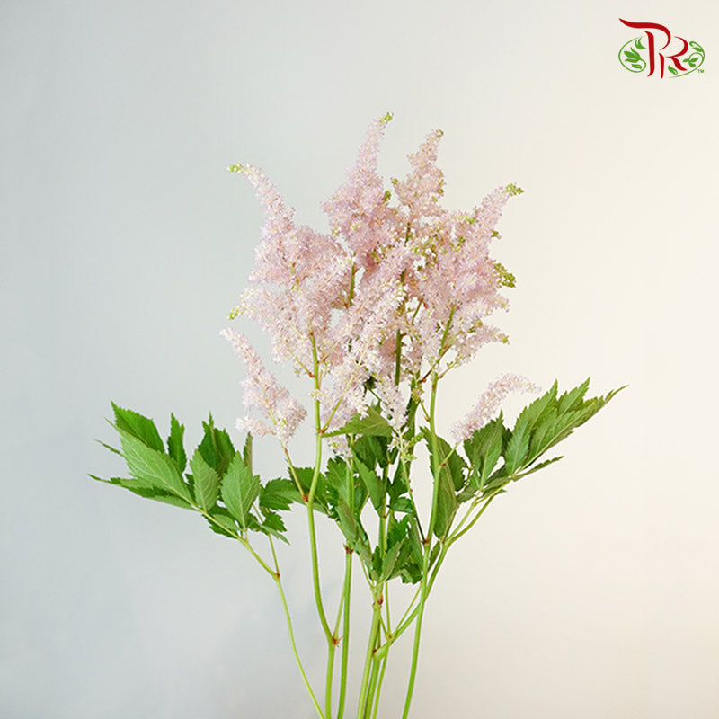Astilbe Light Pink (4-5 Stems) - Pudu Ria Florist Southern