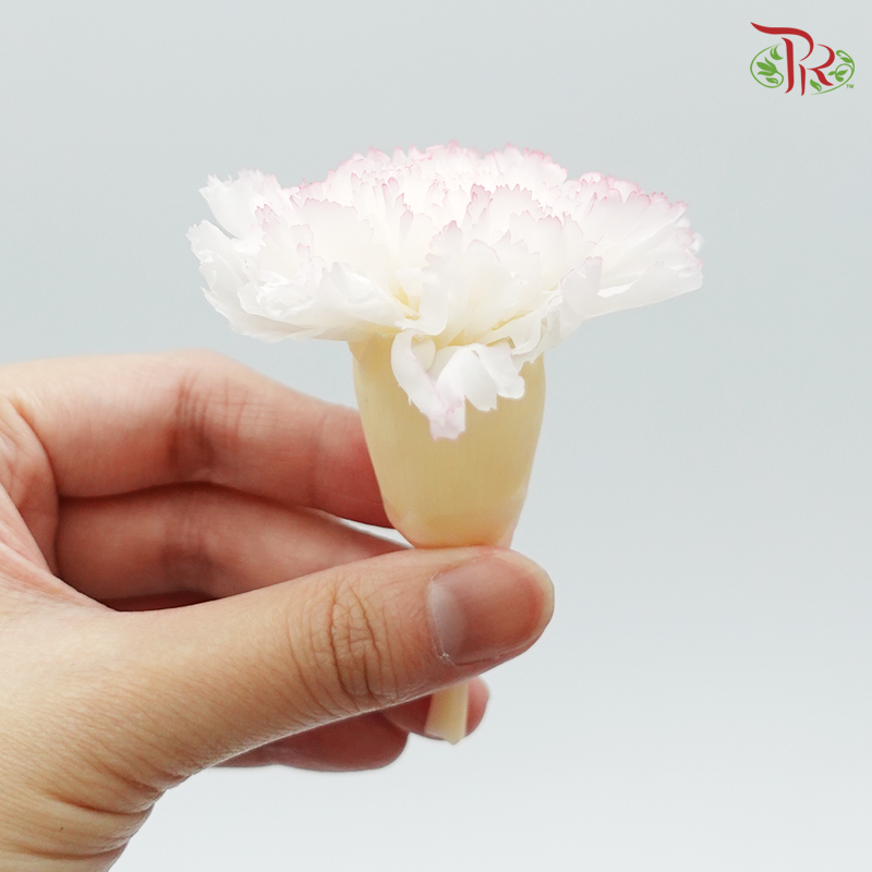 Preservative Carnation (8 Blooms) White/Purple - Pudu Ria Florist Southern