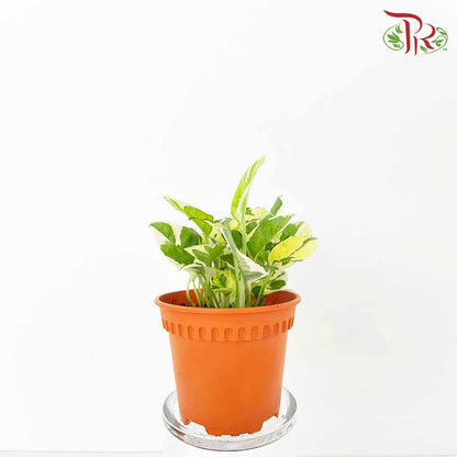 Epipremnum Variegated White - Pudu Ria Florist Southern