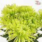 Net Mum Chrysanthemum Green (10-12 Stems)