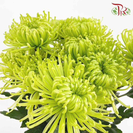 Net Mum Chrysanthemum Green (10-12 Stems) - Pudu Ria Florist Southern