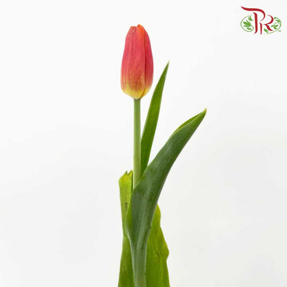 Tulip Orange/Red (8-9 Stems) - Pudu Ria Florist Southern
