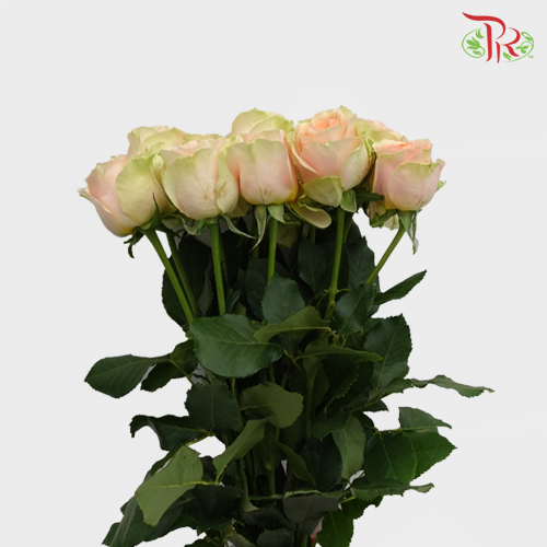 Rose Gravity (8-10 Stems) - Pudu Ria Florist Southern