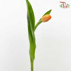 Tulip Light Orange (8-9 Stems) - Pudu Ria Florist Southern
