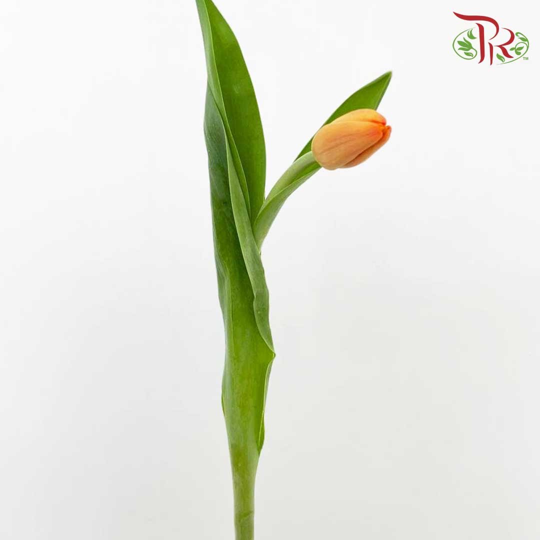 Tulip Light Orange (8-9 Stems) - Pudu Ria Florist Southern