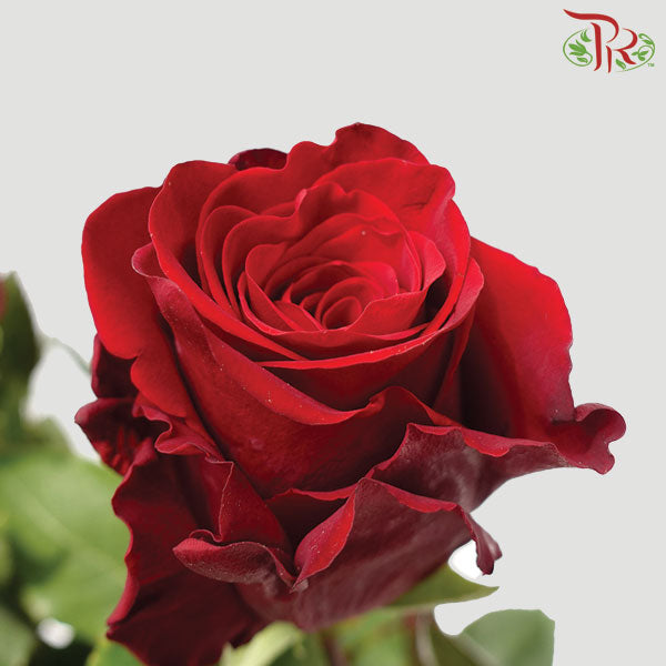 Rose Mondial Explorer (8-10 Stems) - Pudu Ria Florist Southern